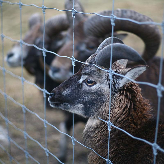 Flexible Livestock Fence