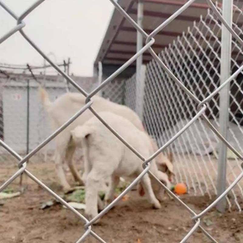 Heavy-Duty Galvanized Chain Link Mesh