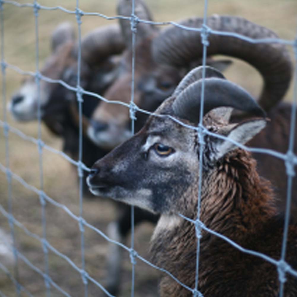 Fixed Knot Galvanized Deer Control Fence