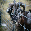 Heavy Duty Fixed Knot Game Field Fence for Deer Livestock Farm Fencing