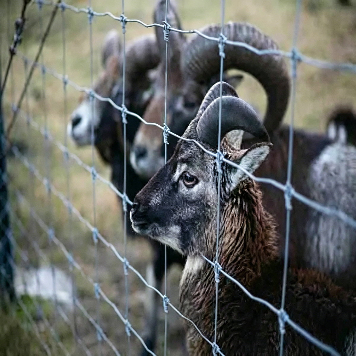 Heavy Duty Fixed Knot Game Field Fence for Deer Livestock Farm Fencing