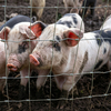 Galvanized Hinge Joint Pasture Field Fence for Livestock Farm Grassland